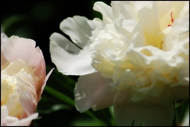 peony