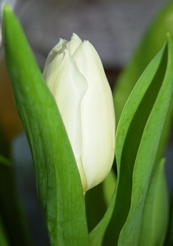 [white tulip[4].jpg]