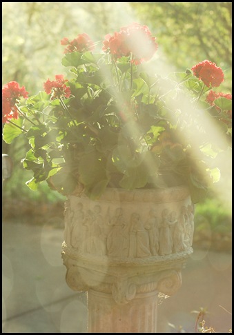 geranium with sunlight copy edited w bokah2 in soft light
