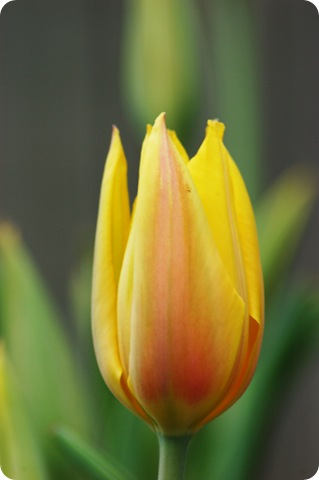 tulip close up