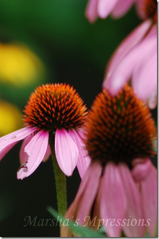cone flower blured and pop of color with watermark
