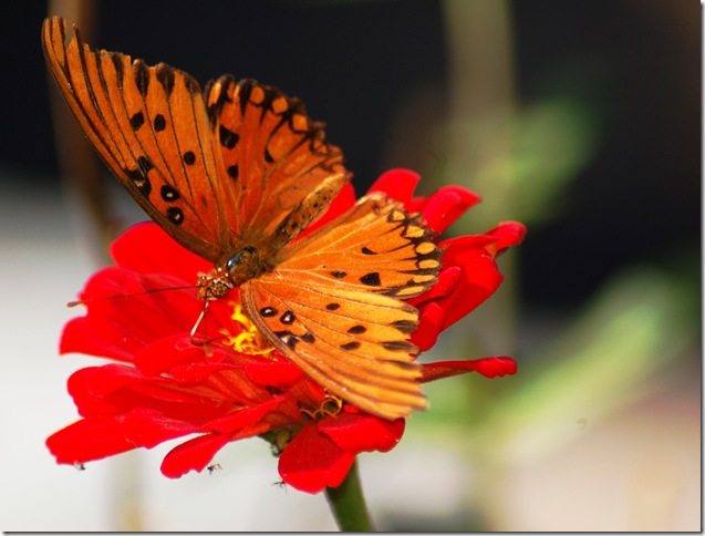 monarch on red crysanthemum