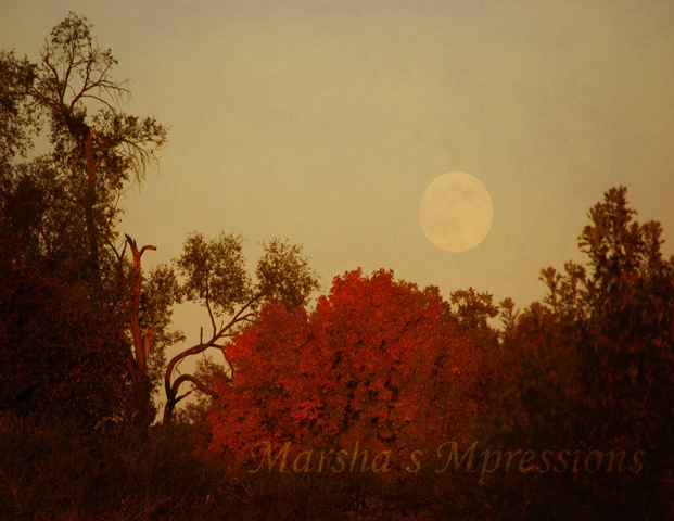 [full moon rising yams soft light darkened w watermark copy[4].jpg]