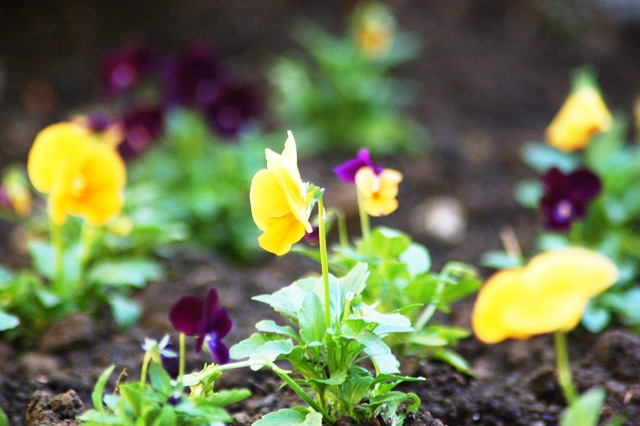[pansies24.jpg]