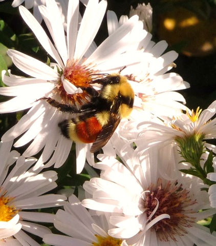 [bees0203.jpg]
