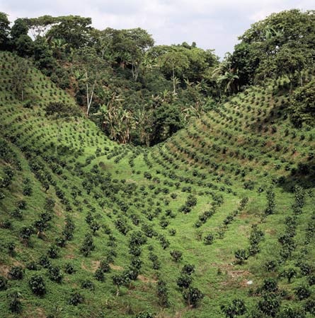 [coffee_plantation4.jpg]