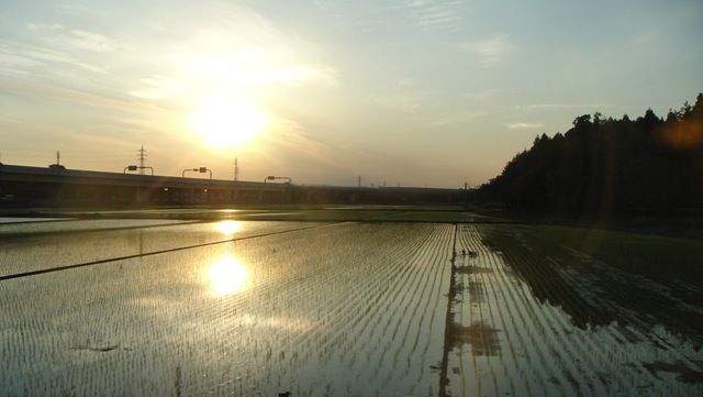 [DSC01879 campos de arroz[3].jpg]