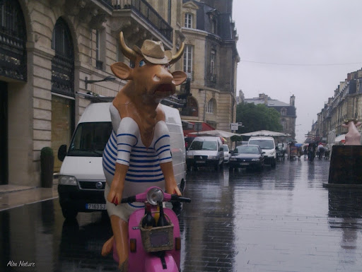 http://lh3.ggpht.com/_B6lT813qd1Q/TCHy_EjZA5I/AAAAAAAABdM/4IPXdUvs-i8/Cow%20attitude%2034.jpg