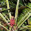 Pineapple Bromeliad