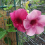 Purple Alamanda