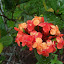 Ixora