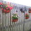 Begonia