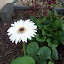 Gerbera daisy