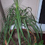ponytail palm