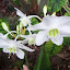 Easter lilly
