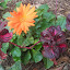Gerber Daisy