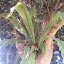 Birdsnest Fern