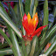 Orange and yellow flower bromeliad