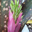 Pink and Green Bromeliad