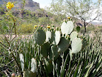 Cactus