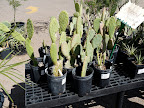 Cactus For Sale