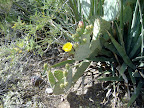 Blooming Cactus