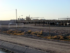 Thousands of Cows
