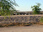 Thousands of Cows
