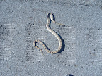 Dead Snake