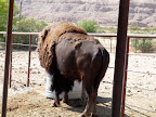 Cattlemans Ranch