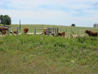 Cattle