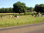 Wildlife