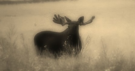 [elgokse-sommer-3[3].jpg]