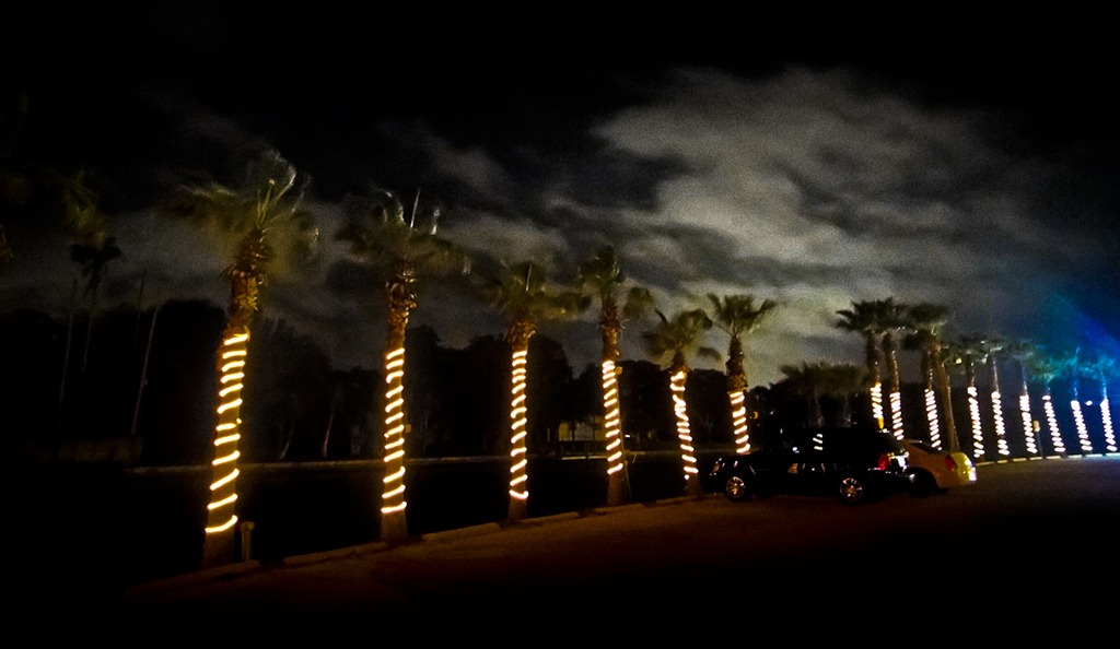 [Midnight At The OasisDSC00309[6].jpg]