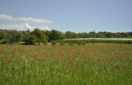 DSC_0556 DSC_0556
