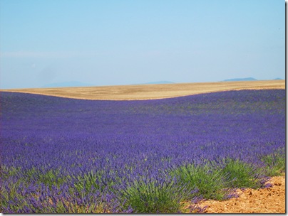 Oceano di lavanda nei pressi di Valensole