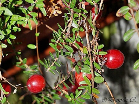 Cranberriescranberries Cranberriescranberries