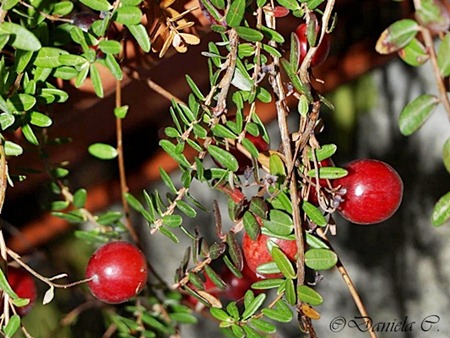 Cranberriescranberries