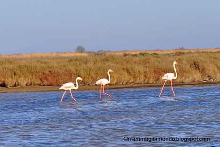 camargueDSC_0661 camargueDSC_0661