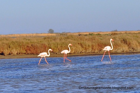 camargueDSC_0661