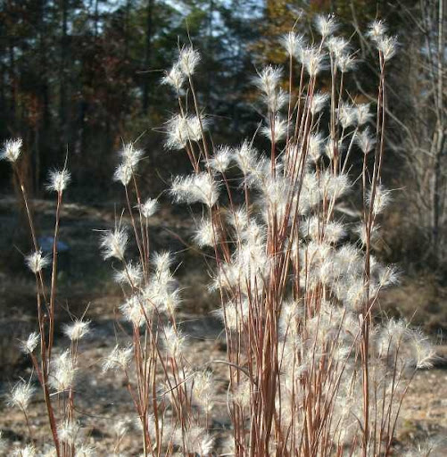 little bluestem