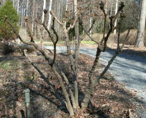 vitex winter-pruned