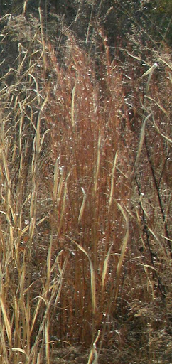 winter grass