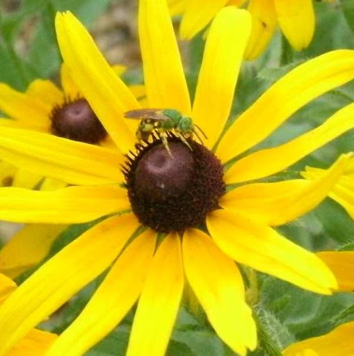bee on a blackeyed susan