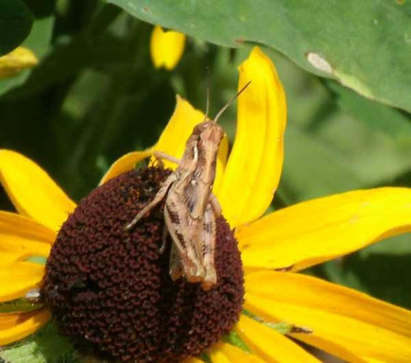 grasshopper