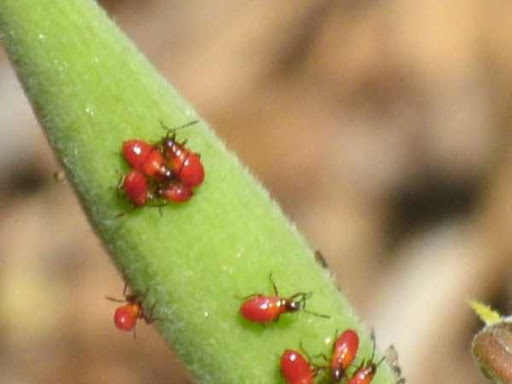 milkweed bug nymphs