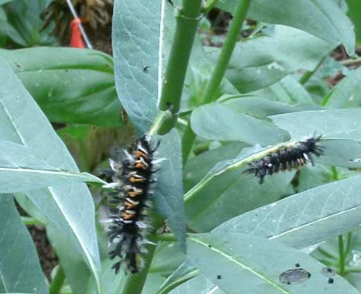 tussock moth cats