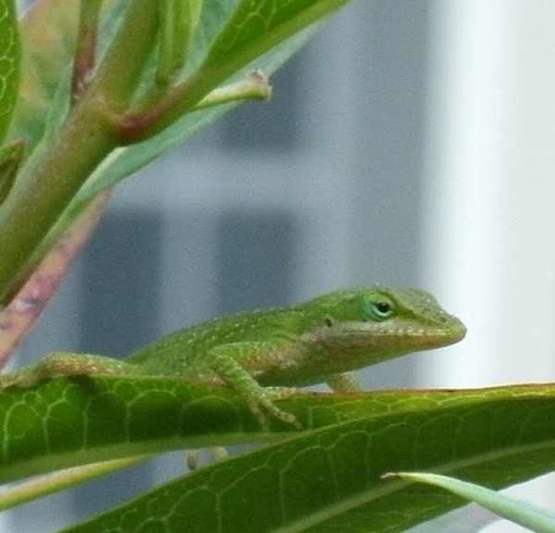anole