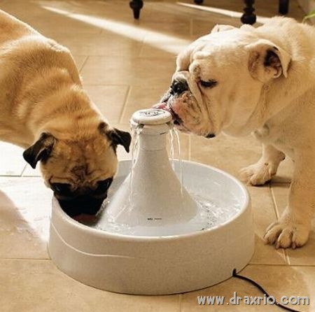 [bebedouro pra cachorro[9].jpg]