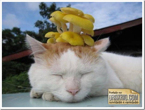 sleeping_cat_04